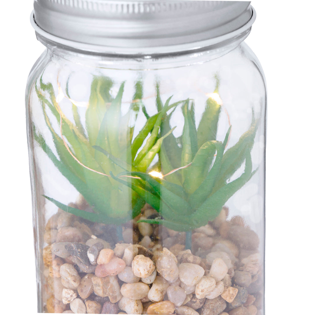 Planta Decorativa Kyal